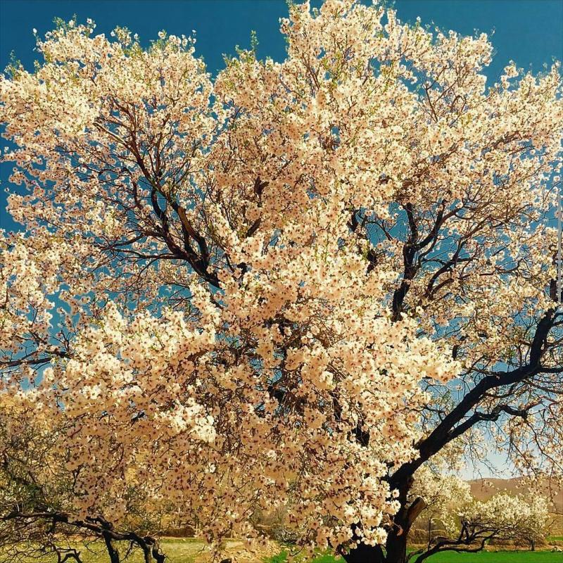 عکس زیبا از شکوفه های زیبای بهاری ، محلات
