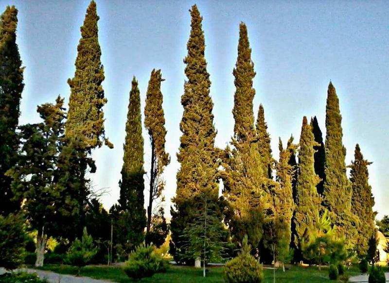 درختان سرو باغ ارم شیراز