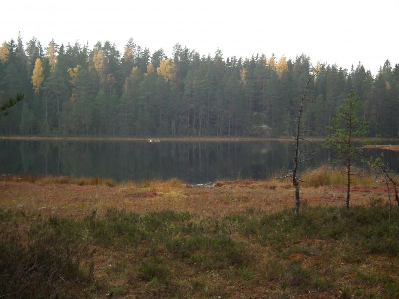 Swamp, lake and forest on an autumn hike, Nyland