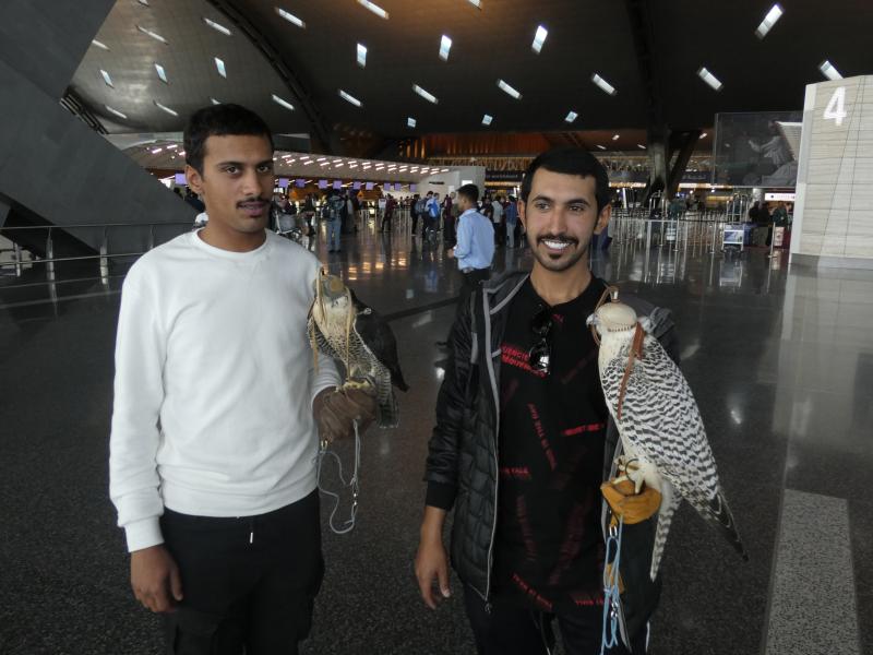 Hunting Falcons and their masters in Doha, Qatar