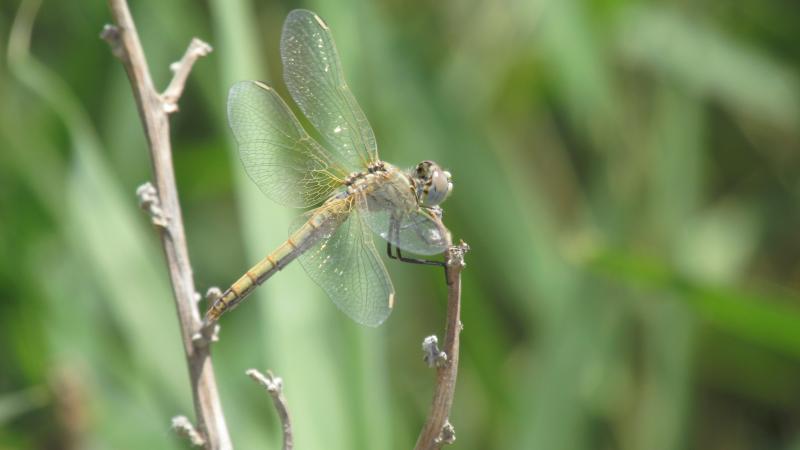 Photo: dragonfly resting