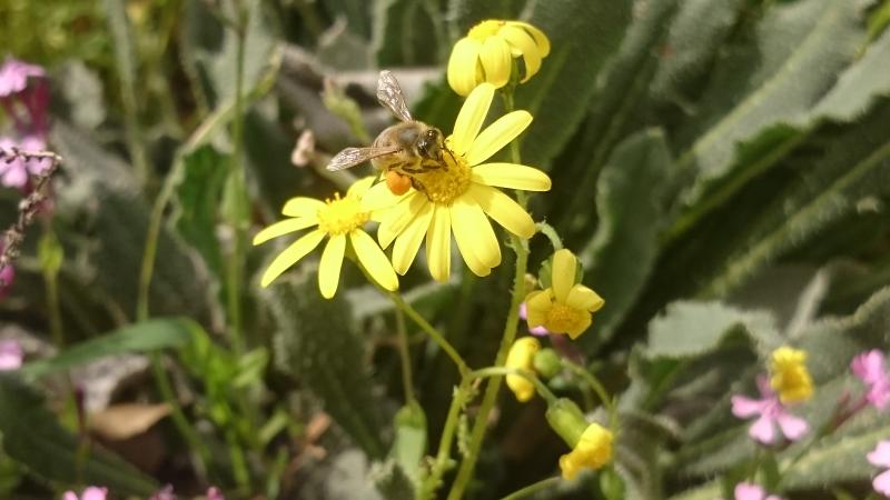 Photo: Bee