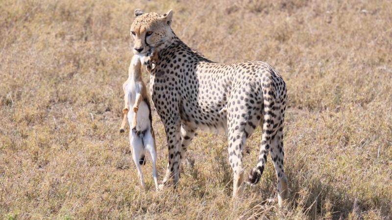 Hunting in Serengeti national park