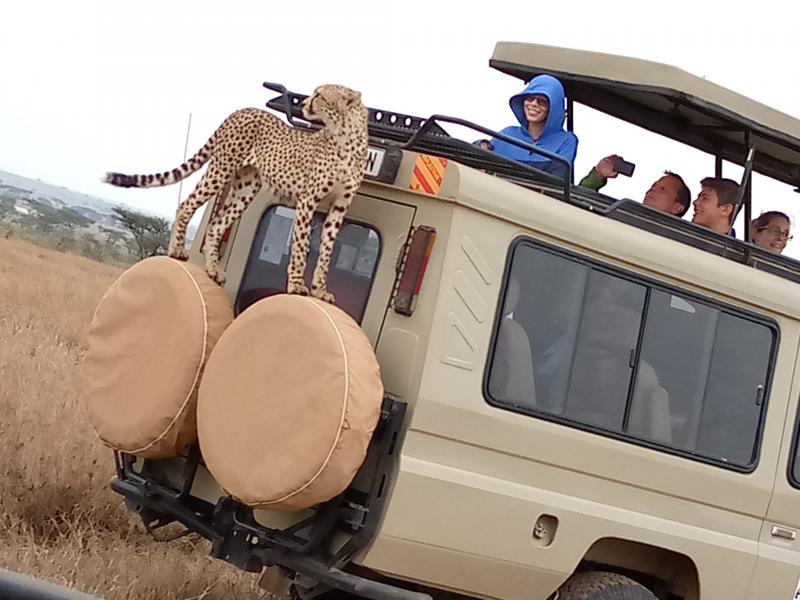 Cheater in Serengeti national Park climbing safari car