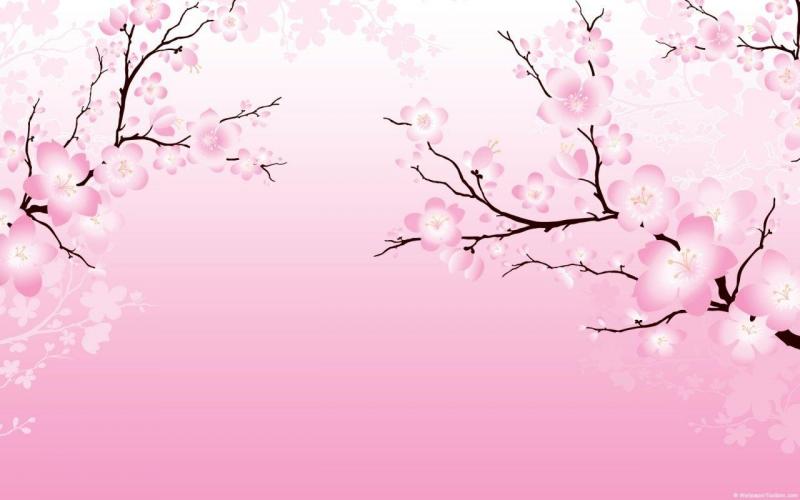 Cherry Blossem