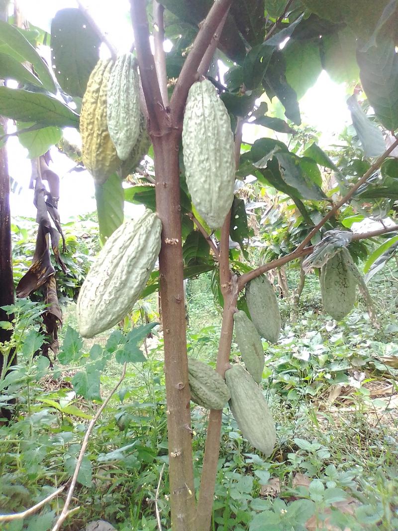 Photo: Cocoa tree