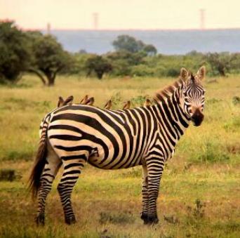 Photo: Zebra 