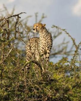 Cheetah in Kenya 