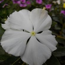 گل سفید خوشکل
