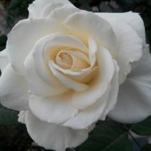 گل سفید بسیار زیبا