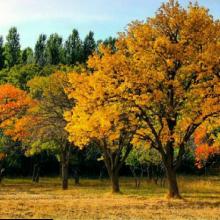 image of پاییز در باغ های زیبای مراغه - آذربایجان - ایران Autumn in Maraghe - Azarbayjn - Iran