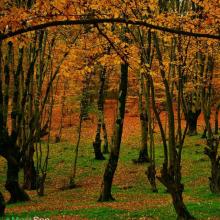 عکس پاییزی از جنگل زیبای النگدره،گرگان