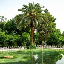 عکسی زیبا از استخر باغ ارم شیراز