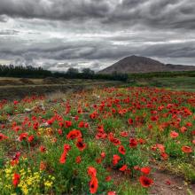 عکس زیبا از گلهای شقایق در طبیعت جلفا ، آذربایجان شرقی