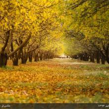 image of عکس زیبا از درختان نهاوند ، روستای عسگرآباد(برزول) ، همدان