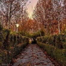 عکسی زیبا از پاییز در میان شمشادها،اصفهان