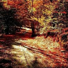 جاده ی زیبای پاییزی در جنگل رستمکلا