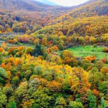 پاییز هزار رنگ جنگلهای سوادکوه