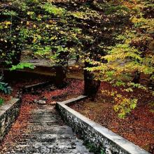 عکسی از برگ های ریخته شده روی پله ها،ناهارخوران گرگان