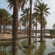 image of عکس از نخلستان زیبا در بوشهر