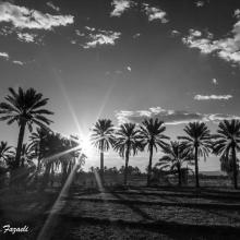 عکس سیاه و سفید از نخلستان شهداد،کرمان