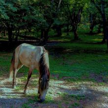 عکس اسب زیبا در کنار جنگل ، شمال