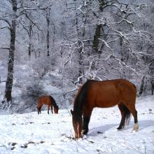 image of عکس از دو اسب زیبا در جنگل دالیخانی ، رامسر