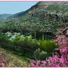 عکس زیبا از بهار مراغه ، دره اشان ، آذربایجان شرقی