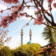 image of عکس از شکوفه های زیبا در بهار ، شهریار