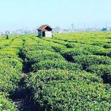 عکس زیبا از مزرعه چای ، گیلان