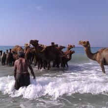 image of عکس از گله شتر در ساحل زیبای قشم