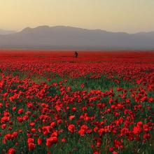 دشت گل شقایق ، آذربایجان غربی