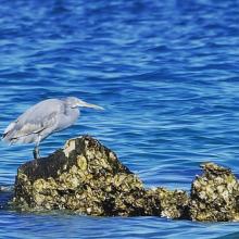 image of عکس زیبا از مرغ دریایی در ساحل جزیره قشم