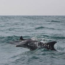image of Beautiful dolphins in hengam island