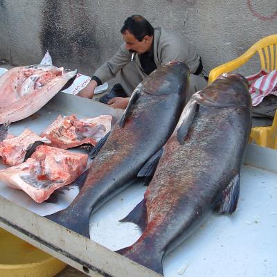 image of Big fish in Mariwan, from lake Zrebar