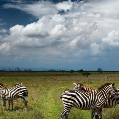 image of Nairobi National Park