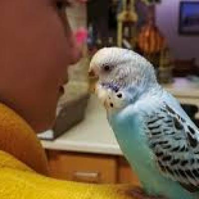 image of My Parakeet