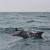 Beautiful dolphins in hengam island