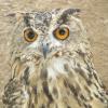Eurasian eagle-owl-Isfahan-Birds Garden