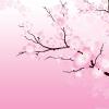Cherry Blossem