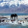 تک اسب سیاه در تالابی از یخهای ذوب شده چهارمحال و بختیاری 